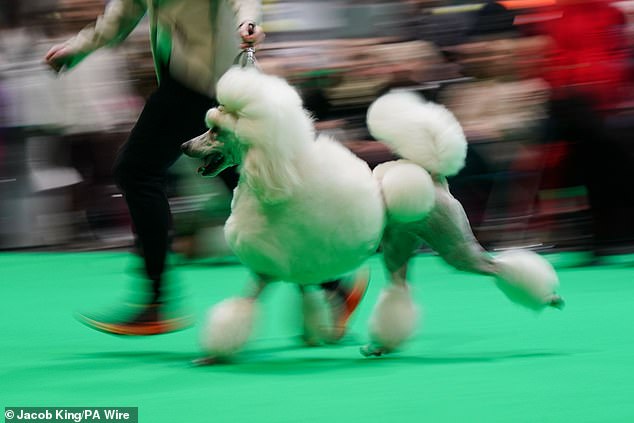 Pictured: A very animated Poodle seen in the showring during the first day of the Crufts Dog Show