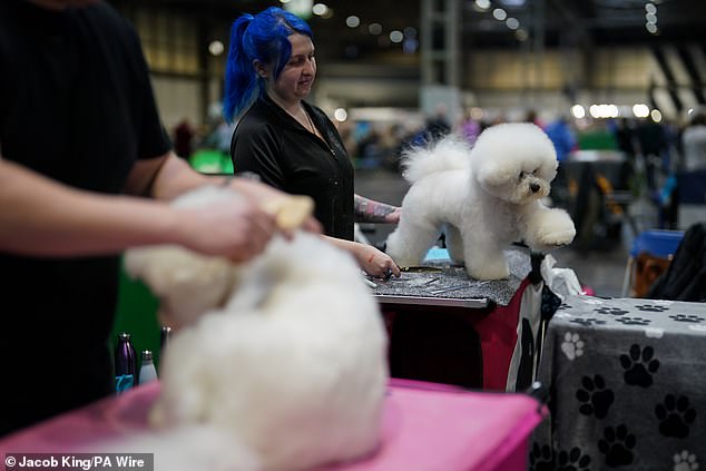The Crufts show saw some very excited pets getting their coats trimmed and perfectly styled for today