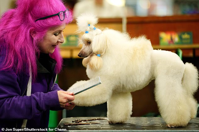 Pictured: Bianca - a Miniature Poodle - being groomed by her owner for today's Crufts festivities