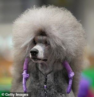 A Standard Poodle named Persei is groomed