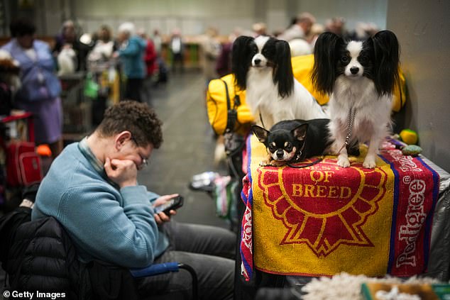 An owner and dogs wait for judging during Crufts on day one of the celebrated canine event kicking off today