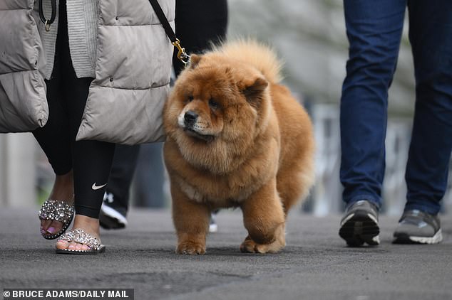 This Chow Chow dog appeared to be excited for the day's events as they followed their owner in