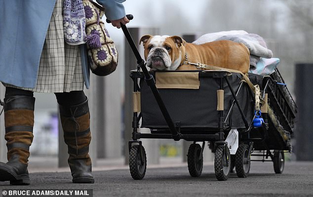 This bulldog looked to be leisurely enjoying its ride to the event as day one of Crufts has officially kicked off