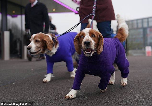 These dogs sported some adorable purple onesies as they stepped into the Dog Show earlier today