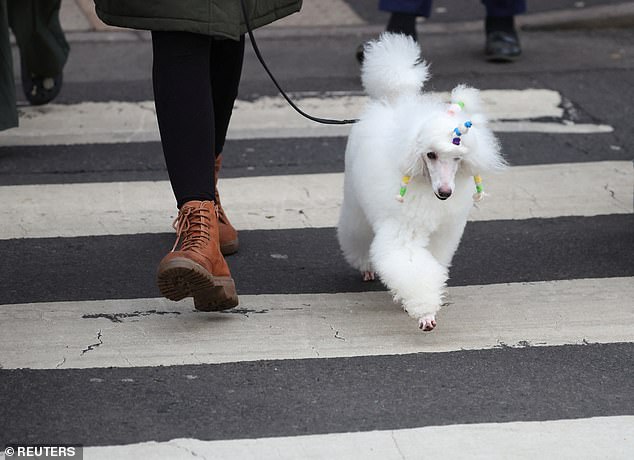 Pictured: One fluffy white dog made a confident stride as it arrived for the first day of the competition