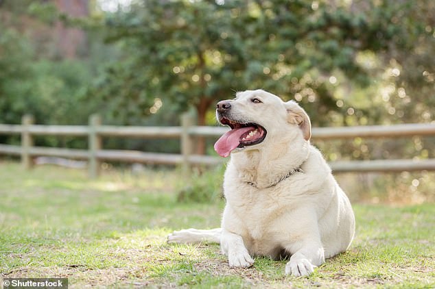 Labradore sind dafür bekannt, viel und schnell zu fressen, was sie anfällig für Fettleibigkeit macht – aber eine Studie zeigt, warum genau das so ist