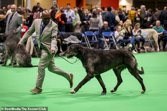 Chris Amoo mit Sade Melchior, einem irischen Wolfshund, der heute (Sonntag) in der Limit Dog Class auftritt