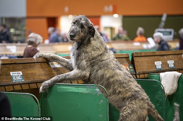 Die Irish Wolfhounds von Singer Sting ruhen sich aus, bevor sie am Samstag an Veranstaltungen auf der Crufts teilnehmen