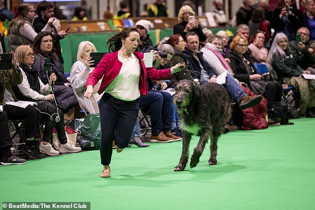 Laura Barclay konkurriert mit Stings Irish Wolfhound im Limit Dog und nimmt am Sonntag (heute) am Unterricht teil.