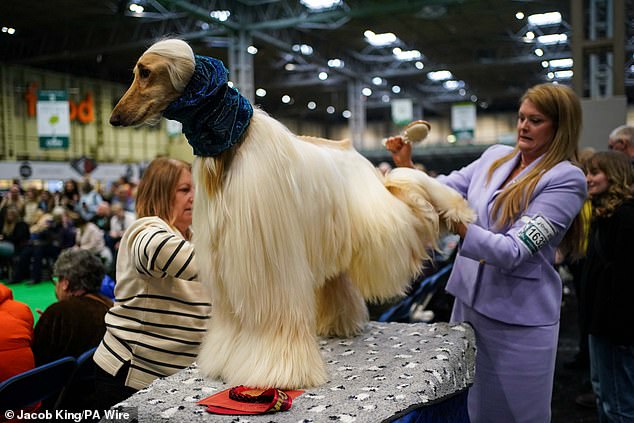 Am letzten Tag der Crufts in Birmingham wird ein Afghanischer Windhund für den Ausstellungsring vorbereitet