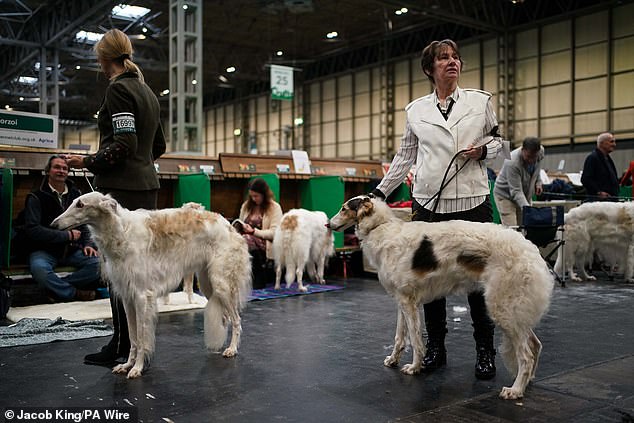 Am vierten Tag der Crufts Dog Show im National Exhibition Centre posieren Barsoi mit Hundeführern