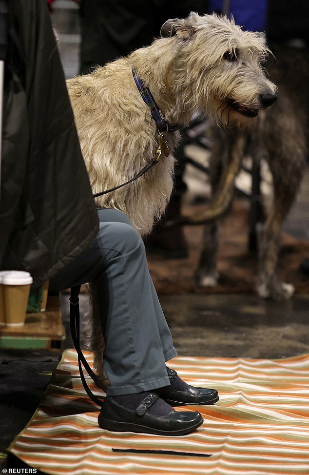 Vor der Jury sitzt ein irischer Wolfshund mit seinem Besitzer und wartet darauf, am Wettbewerb teilzunehmen