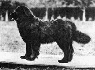 Mocow-Wasserhund (Wikimedia Commons)