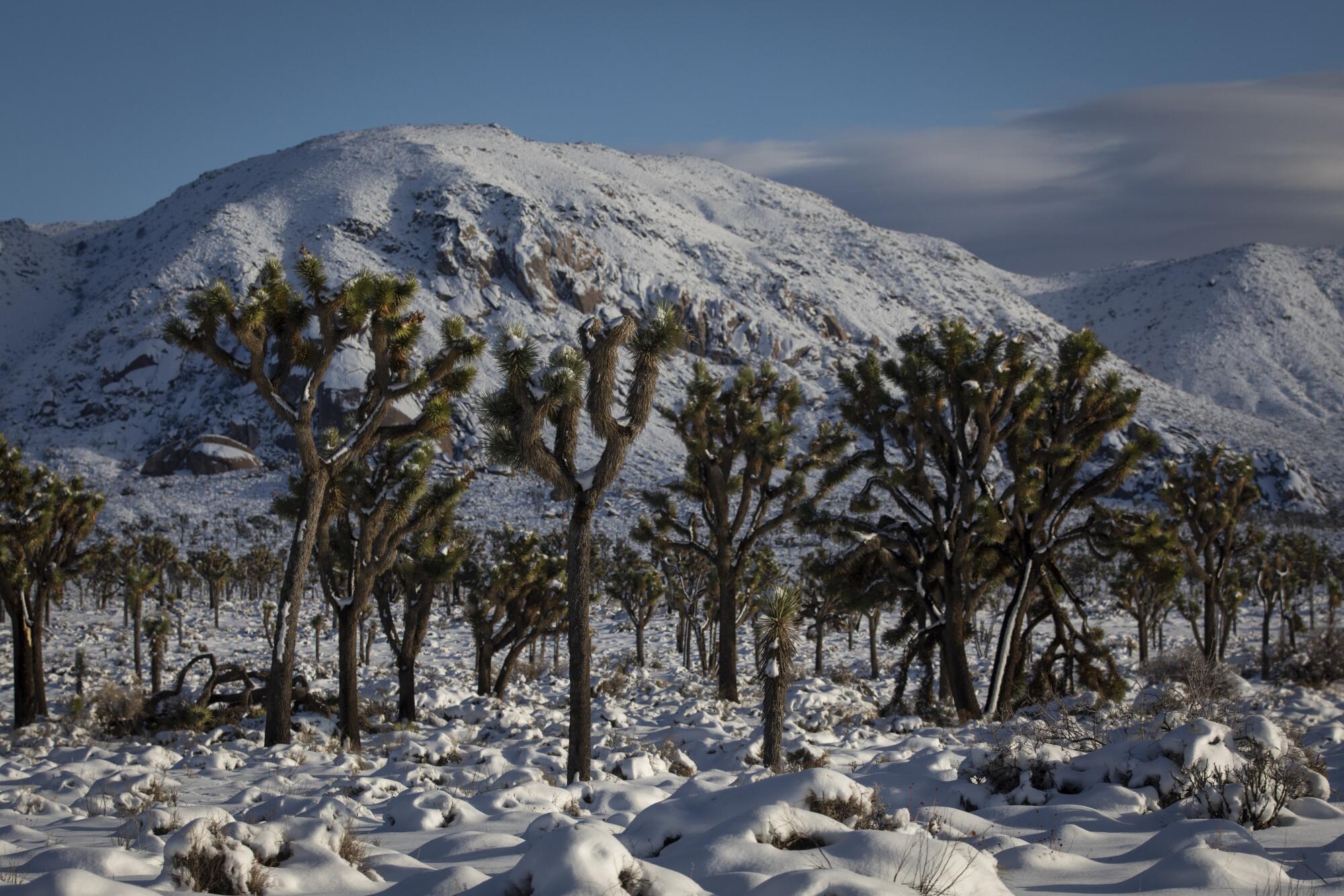 Joshua-Bäume ragen aus einer schneebedeckten Wüste.