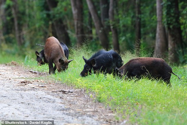 Feral hogs destroy vegetation in Texas, Oklahoma, Florida, and other US states by trampling, eating, and wallowing everywhere they go. They breed quickly, they're aggressive, and they taste so good that Dr Joe Roman was temporarily put off supermarket pork after tasting their chops