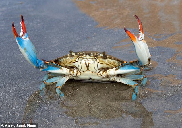 The blue crab is native to the United States, but it has become an invasive species in Europe, where it hitched a ride on ships