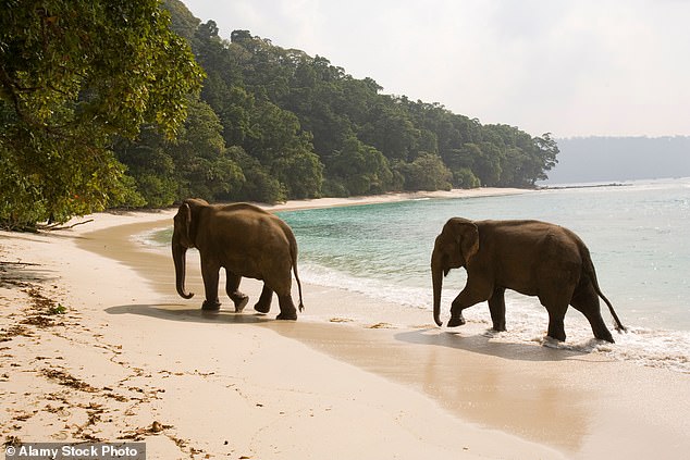 Elephants on the white sand of Radhanagar beach on Havelock Island, Andaman Islands