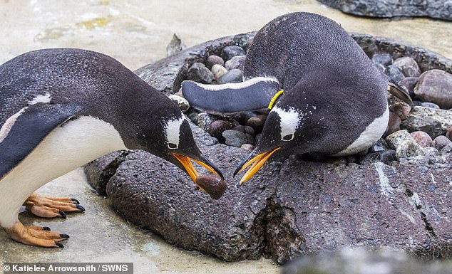 Männliche Pinguine überreichen den Weibchen als Heiratsantrag den besten Kieselstein aus ihrem Nest