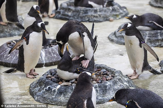 Wenn das Pinguinweibchen den Kieselstein annimmt, nimmt sie ihn und legt ihn auf den nächsten.  Das Paar wird dann zusammenarbeiten, um ein Nest zu bauen, sich zu paaren und zwei Eier großzuziehen