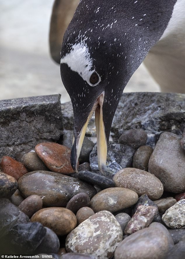Die Pinguine wählen sorgfältig Kieselsteine ​​aus, die das Abfließen von Schnee und Wasser ermöglichen und so dafür sorgen, dass die Eier während ihrer einmonatigen Brutzeit warm und trocken bleiben