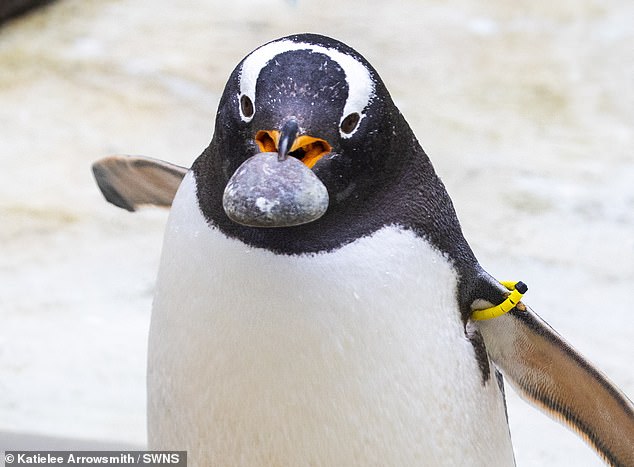 Manchen Pinguinen fällt es leichter, ein kriminelles Leben zu führen und die besten Kieselsteine ​​aus den Nestern ihrer Rivalen zu stehlen, um ihre eigenen zu bauen