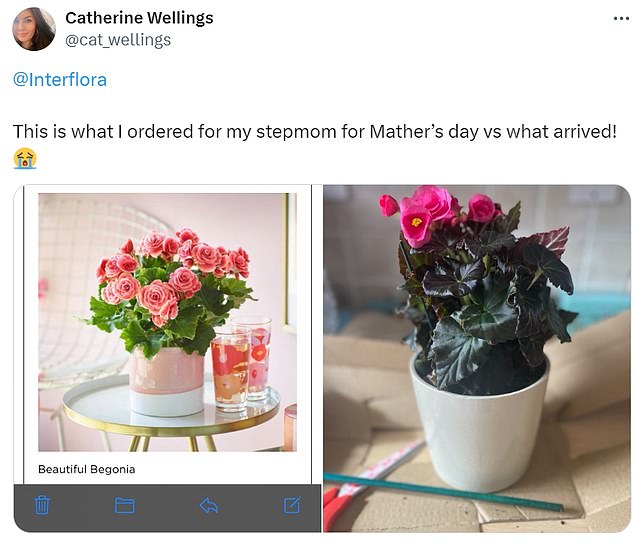 Zum Bedauern von Catherines Mutter stimmte die Pflanze rechts nicht mit dem Bild links überein
