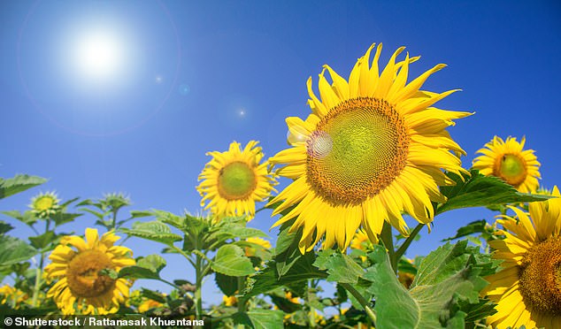 Sonnenblumen sind in britischen Gärten beliebt und erhellen problemlos triste Räume.  Aber leider stellen sie für Allergiker ein Problem dar (Archivbild)