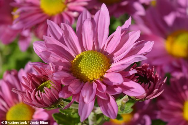 Trotz ihrer Schönheit haben Chrysanthemen Pollenkörner in der Luft, die aufgrund der Pollenkonzentration zwischen mehreren Blütenköpfen schwere Reizungen verursachen können (Archivbild)