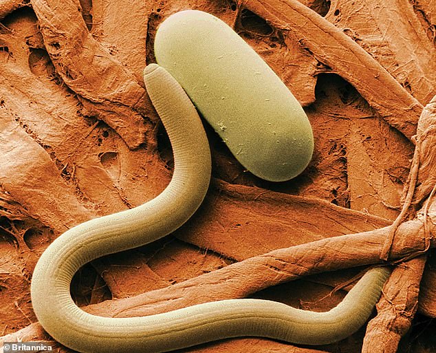 Nematoden sind winzige Würmer, die unter extremen und rauen Bedingungen leben können