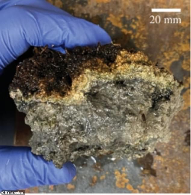 Forscher der University of Utah fanden winzige Würmer, die in einem riffartigen Felsen im Großen Salzsee leben