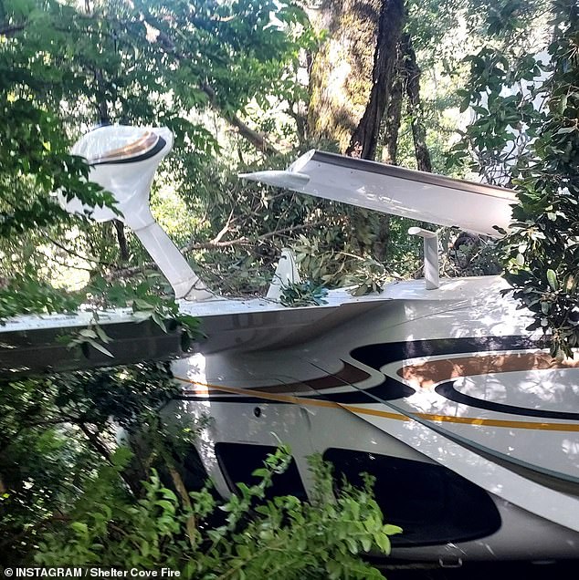 Das viersitzige Flugzeug kam in einem Baum zur Ruhe, bevor es kopfüber auf die Erde stürzte