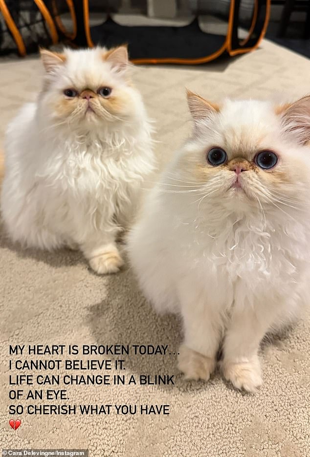 Als Cara am Freitag die Nachricht vom Brand hörte, teilte sie in ihren Instagram-Storys ein Foto ihrer beiden Katzen und drückte aus, wie „untröstlich“ sie sei