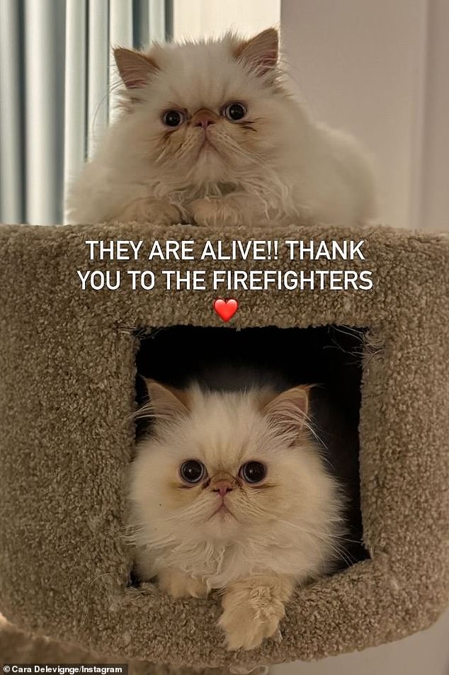 Später nutzte sie jedoch erneut Instagram, um die erfreuliche und positive Nachricht zu verkünden, dass ihre Katzen gerettet worden seien