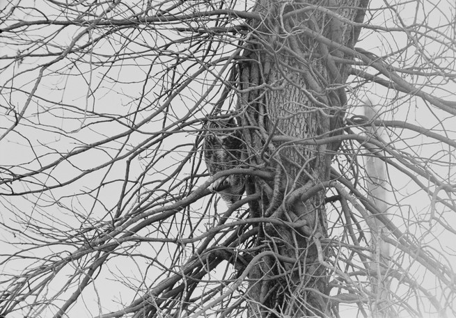 SW-Bild einer Eule in einem Baum, die in die Kamera blickt
