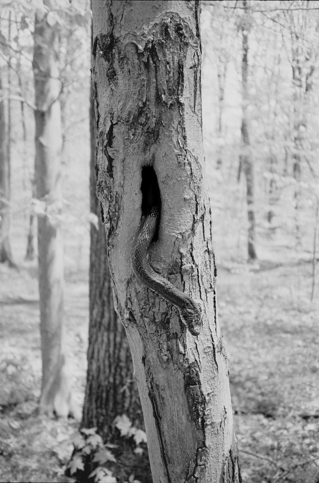 SW-Bild einer Schlange, die aus einem Loch in einem Baum auftaucht