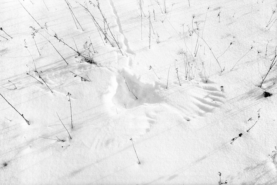 SW-Bild der Flügel eines Vogels, die in den Schnee eingeprägt sind