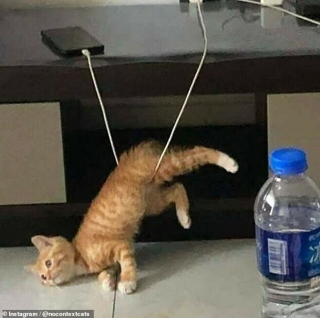 Diese rotbraune Katze, die vermutlich aus Asien stammt, verfing sich in einem Ladekabel und beschloss, ihr Schicksal zu akzeptieren
