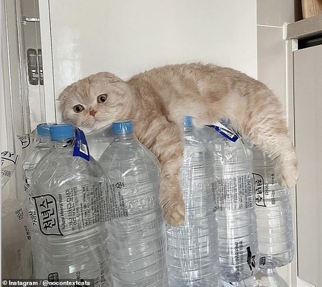 Diese vermutlich aus Korea stammende Scottish Fold-Katze sieht verängstigt aus, als sie zwischen der Wand und mehreren Wasserflaschen eingeklemmt wird