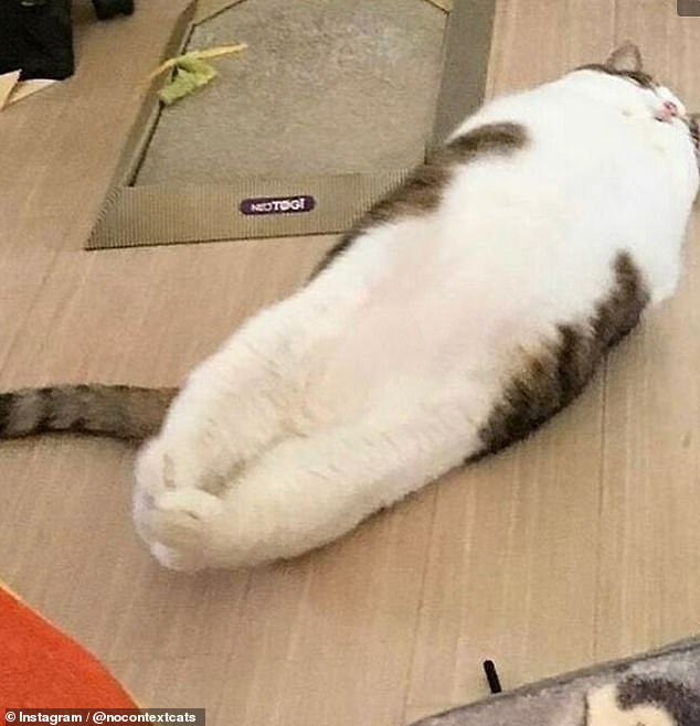 Katzen-Burrito!  Diese Katze hat sich in eine für die durchschnittliche Katze ungewöhnliche Form verdreht, da sie sich in ein Oval verwandelt zu haben scheint