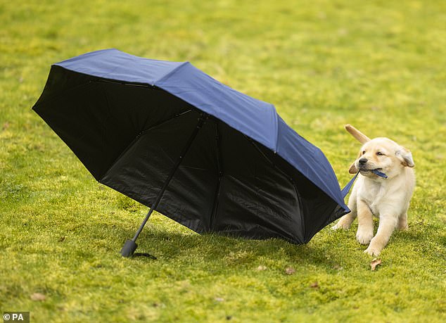 Umbrellas can be particularly scary for some dogs. To get your puppy used to them, open it up and leave it on the ground so the dog can investigate at its own pace
