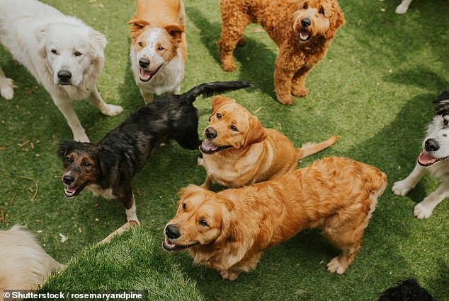 Dogs, just like people, come in all shapes and sizes. To ensure your dog is calm around others when it grows up try to introduce it to as many different breeds as you can