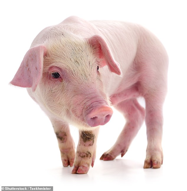 Das Gesetz von Minnesota betrachtet es als Tierquälerei, ein Schwein einzufetten oder zu ölen, es freizulassen und daraus ein Spiel zu machen, es zu fangen