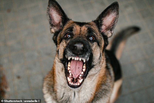 Ein Deutscher Schäferhund biss ihm in die linke Gesichtshälfte und verursachte eine Schnittwunde an seiner Stirn