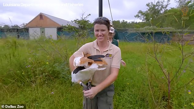 Der Dallas Zoo hat das Küken (im Bild) letzten November in die Wildnis entlassen – zwei Monate bevor es in Louisiana tot aufgefunden wurde