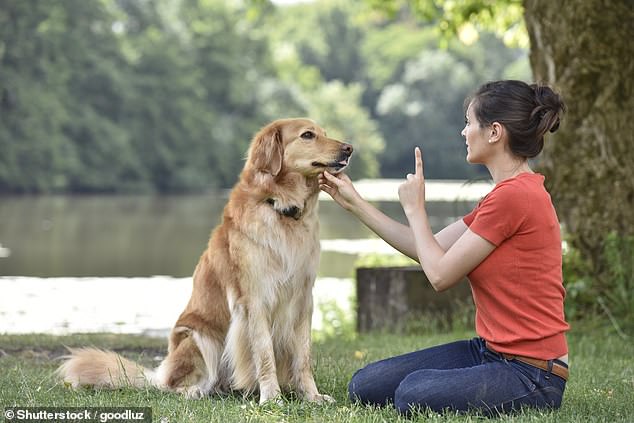 Besitzer können Geruchstraining, Beweglichkeitstraining und Rätsel nutzen, um ihre Hunde zu trainieren