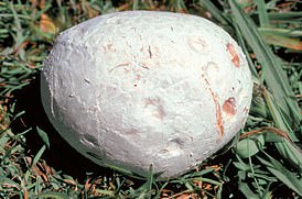 Die Calvatia gigantea, umgangssprachlich auch „Riesen-Puffball“ genannt, ist ein riesiger Pilz, der auf Wiesen vorkommt.  Junge Puffballs haben eine weiche, saubere, weiße Haut und festes Fruchtfleisch, wenn sie geschnitten werden.