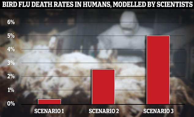 Britische Wissenschaftler, die mit der Entwicklung von „Szenarien für die frühe Übertragung der Vogelgrippe auf den Menschen“ beauftragt sind, haben gewarnt, dass 5 Prozent der infizierten Menschen sterben könnten, wenn das Virus auf Menschen übertragen würde (siehe Szenario drei).  In einem anderen Szenario gingen die Wissenschaftler davon aus, dass 1 Prozent der Infizierten ins Krankenhaus eingeliefert werden und 0,25 Prozent sterben würden – ähnlich wie Covid im Herbst 2021 tödlich war (Szenario eins).  Der andere verzeichnete eine Sterblichkeitsrate von 2,5 Prozent (Szenario zwei).