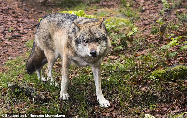 In Europa leben rund 17.000 Wölfe, die sich auf neun Populationen in 27 Ländern verteilen.  Hier abgebildet ist ein Wolf in der Tschechischen Republik