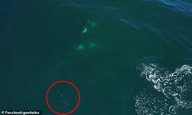 Der Hai machte eine schnelle Kehrtwendung und rannte davon, während die Wale, auch „Louise's Family“ genannt, herumwirbelten, um ihn genauer zu betrachten