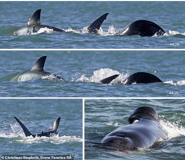 Zum ersten Mal wurde letzten Monat beobachtet, wie ein Schwertwal einzeln einen Weißen Hai tötete und verspeiste – und das innerhalb von nur zwei Minuten vor der Küste Südafrikas